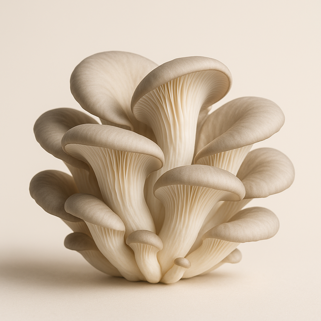 Oyster Mushroom