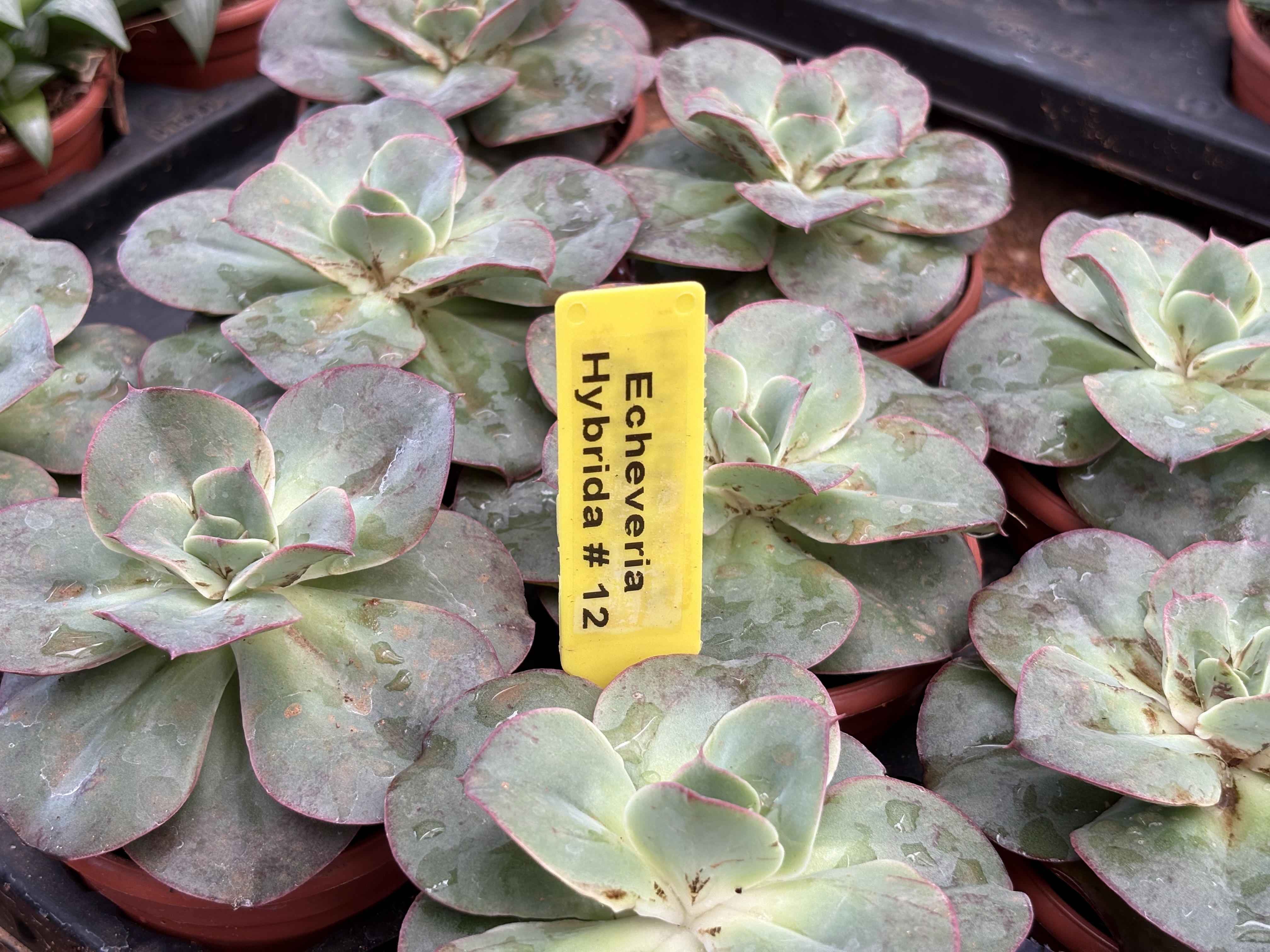 Succulents (Echeveria Hybrida #12)